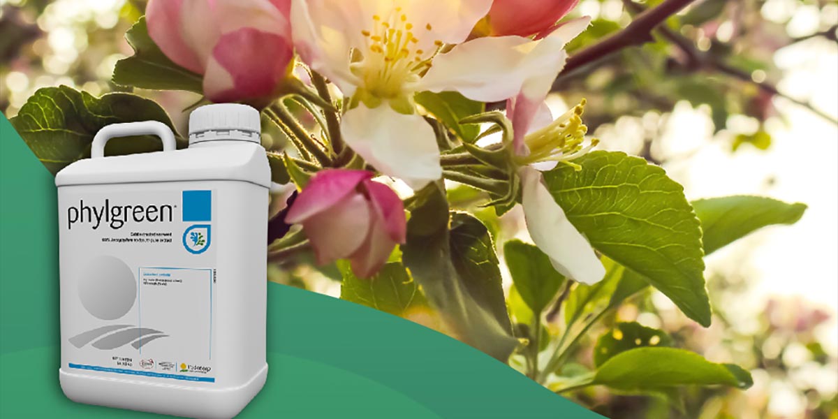 Drupacee, temperature altalenanti minacciano la fioritura